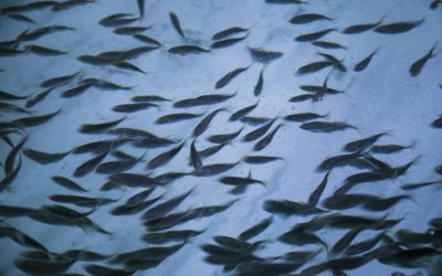 The Port Authority grants a new concession in the aquaculture cluster of El Puerto