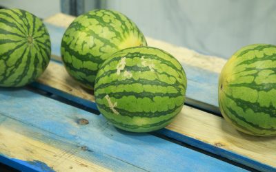 El Puerto de Cádiz promueve su capacidad  logística para el transporte de perecederos en el Sur de Europa