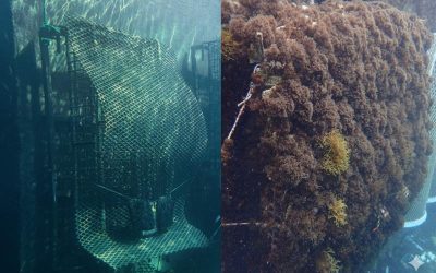 El Puerto de Cádiz impulsa la biodiversidad marina con la instalación de seis estructuras ecológicas