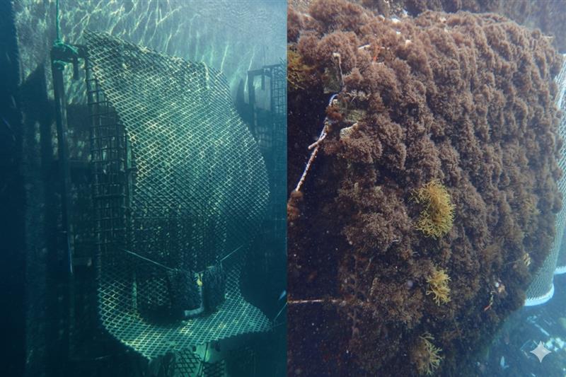 El Puerto de Cádiz impulsa la biodiversidad marina con la instalación de seis estructuras ecológicas